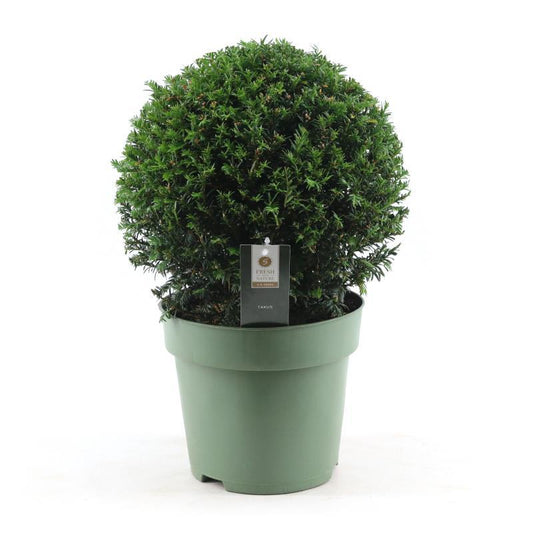 Taxus Collection Ball Ø32cm P24 - Ø24cm - ↕45cm - Pflanzfix24