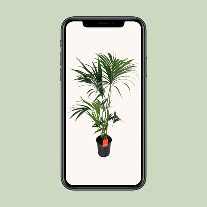 Kentia-Palme - Howea Forsteriana - Ø24cm - ↕130cm - Pflanzfix24