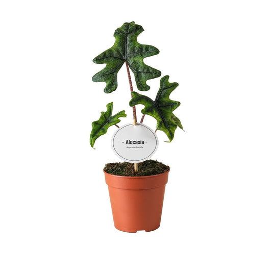 Alocasia Jacklyn - Ø12cm - ↕30cm bei Pflanzfix24