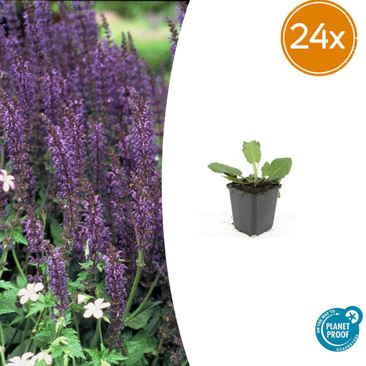 24x Salvia nem. 'Mainacht' - Pflanzfix24