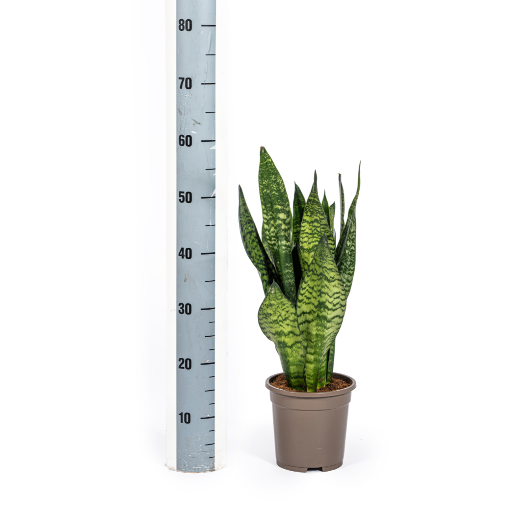 Sansevieria Trifasciata Zeylanica Compacta Ø17cm - Pflanzfix24