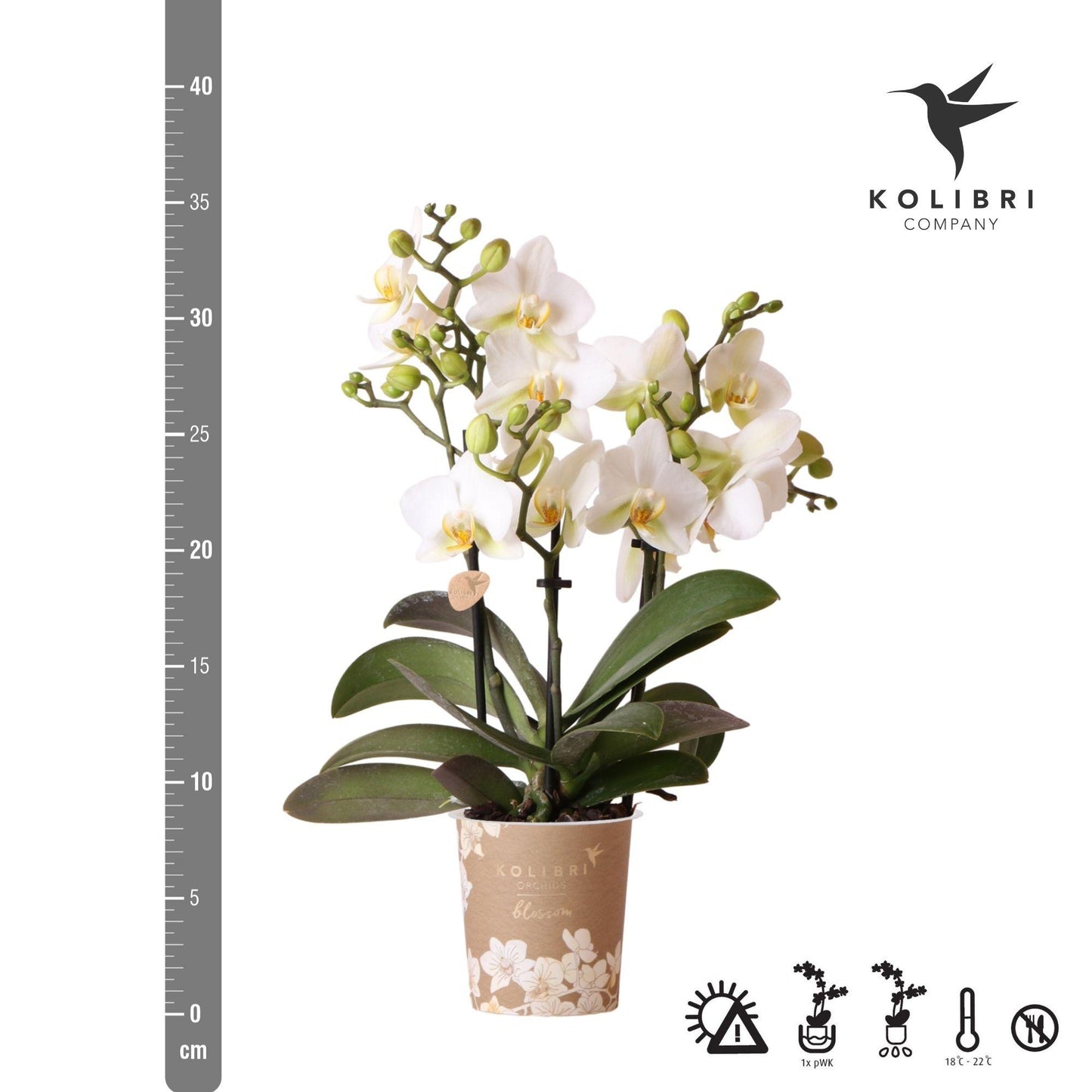 Kolibri Orchideen Phalaenopsis Lausanne Weiß Ø9cm – Blühende Zimmerpflanze | Pflanzfix24.de - Pflanzfix24.de