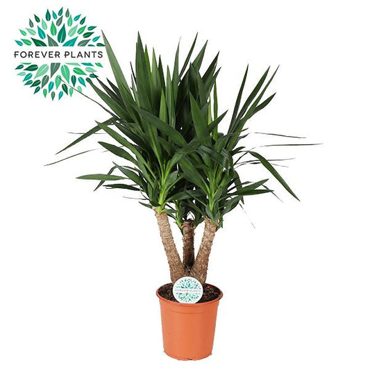 Yucca - Ø24cm - ↕95cm bei Pflanzfix24