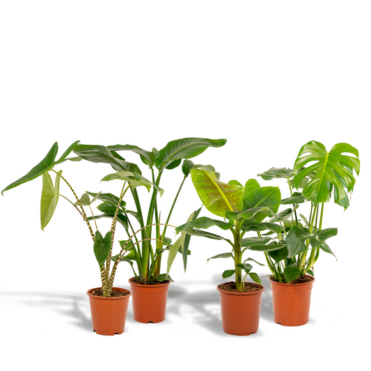 Tropisches Zimmerpflanzen-Set - Monstera, Alocasia, Strelitzia, Musa - Ø21cm/Ø19cm - ↕75cm/↕85cm - Pflanzfix24