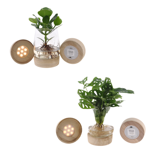 Kingston Glas + LED Duo Monstera/Clusia - 2 Stücke - Ø12cm - ↕30cm - Pflanzfix24