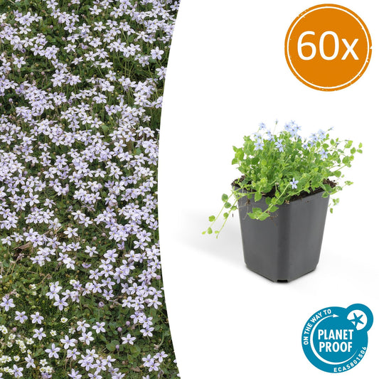 Isotoma fluviatilis Blauer Sternteppich Ø9cm | pflanzfix24