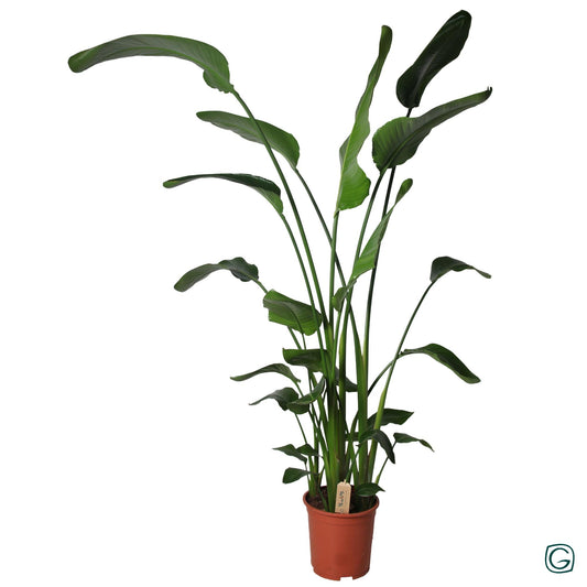 Strelitzia P27 160cm+ - Ø27cm - ↕160cm - Pflanzfix24