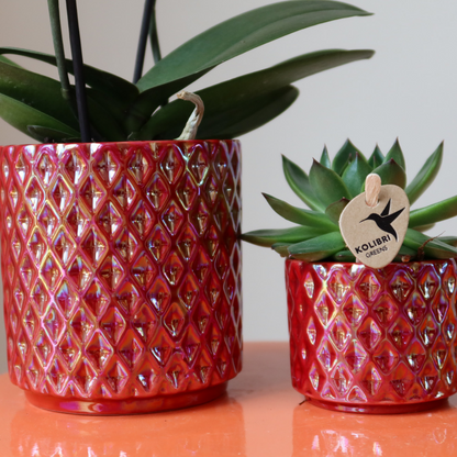 Rote Orchidee Congo im Pearl-Topf – Pflanzfix24.de - Pflanzfix24.de