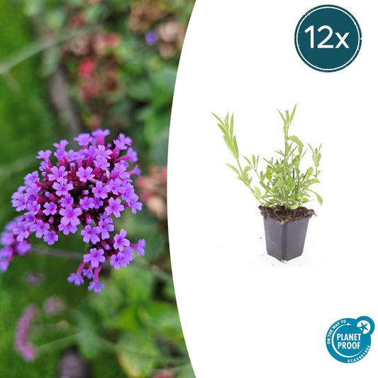 12x Verbena bonariensis - Staude kompakt | Pflanzfix24