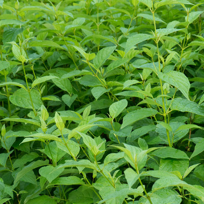 Pflanzfix24 - Cornus alba Flaviramea - Grüne Zweige - 1 Pflanze - Topf 17cm