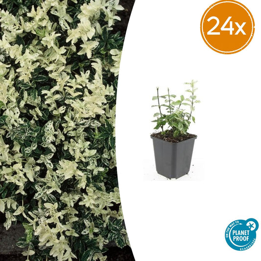 24x Euonymus fortunei 'Harlequin' - Pflanzfix24