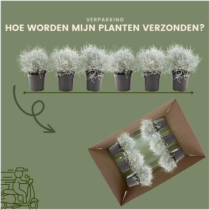 6x Calocephalus - 10 cm Ø - 15 cm ↕ - Pflanzfix24
