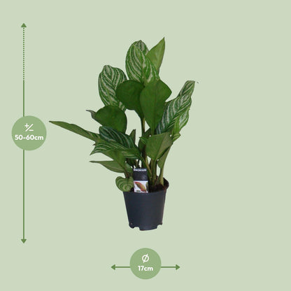 Aglaonema Stripes - Ø17cm - ↕60cm - Pflanzfix24