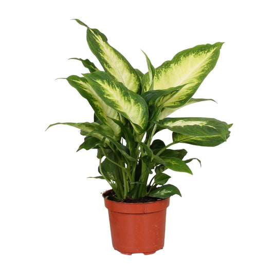 Dieffenbachia Camilla - Ø12cm - ↕35cm - pflanzfix24