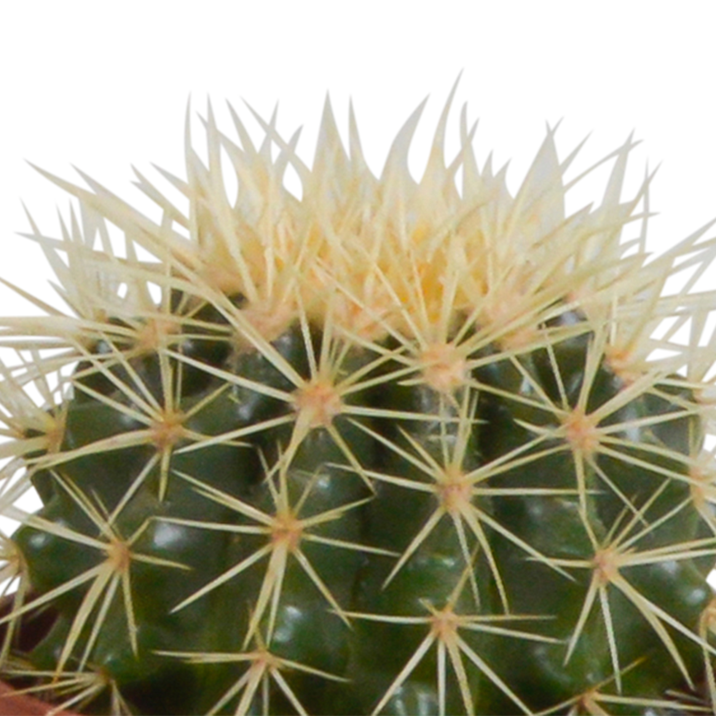 Kakteenmischung 10,5 cm - 3x - in witte pot - Pflanzfix24.de - Pflanzfix24.de