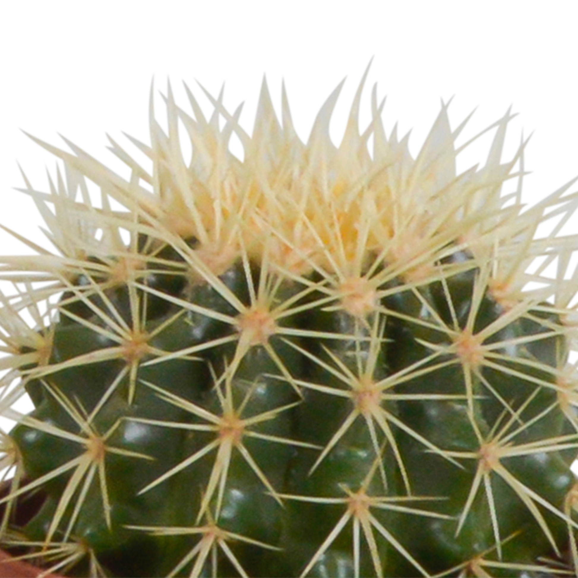 Kakteenmischung 10,5 cm - 3x - in witte pot - Pflanzfix24.de - Pflanzfix24.de