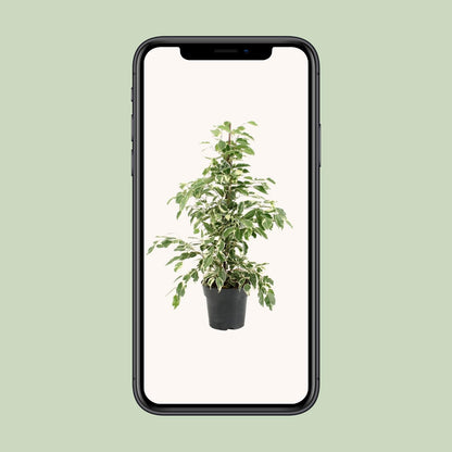 Ficus Benjamina Twilight - Ø17cm - ↕70cm - Pflanzfix24