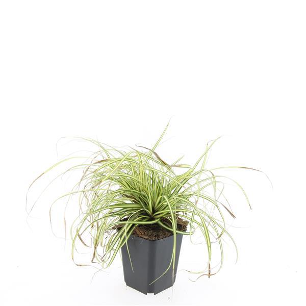 24x Carex oshim. 'Evergold' - Pflanzfix24