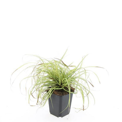 24x Carex oshim. 'Evergold' - Pflanzfix24