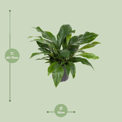 Anthurium Jungle Bush - Ø30cm - ↕70cm bei Pflanzfix24.de - Pflanzfix24.de