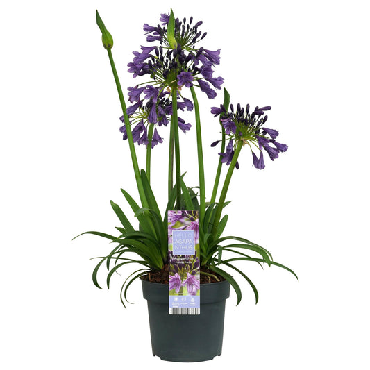 Agapanthus 'Poppin Purple' - Ø19cm - ↕30cm bei Pflanzfix24.de - Pflanzfix24.de