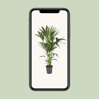 Kentia-Palme - Howea Forsteriana - Ø21cm - ↕120cm - Pflanzfix24.de - Pflanzfix24.de