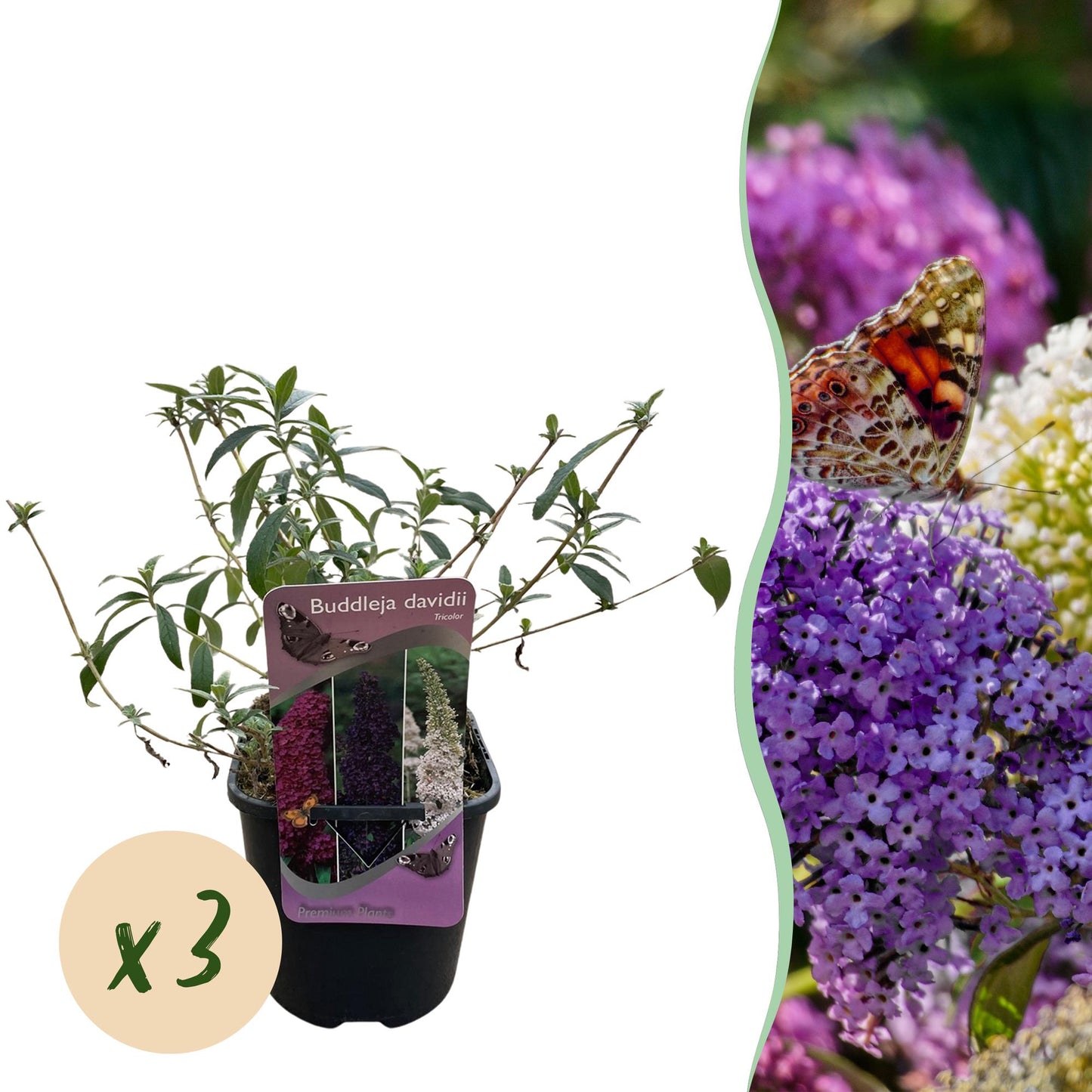 Pflanzfix24.de - Schmetterlingsstrauch - Buddleja davidii Tricolour - 3er Set - Blüten Rosa, Weiß und Lila - 1m2 - Pflanzfix24.de