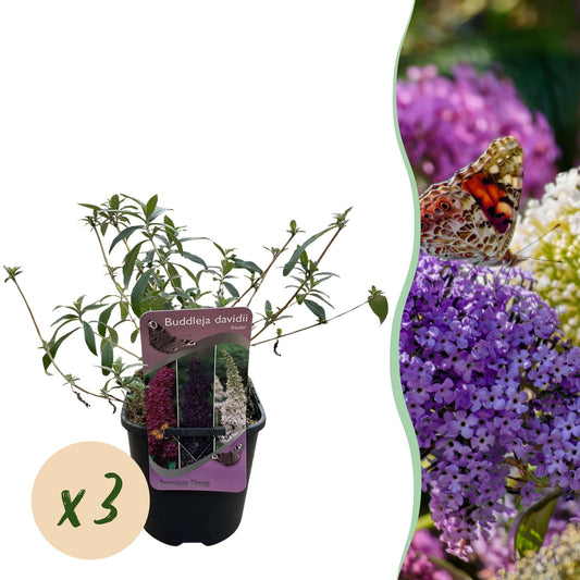 Pflanzfix24.de - Schmetterlingsstrauch - Buddleja davidii Tricolour - 3er Set - Blüten Rosa, Weiß und Lila - 1m2 - Pflanzfix24.de