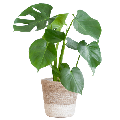 Monstera Deliciosa mit Lissabon Korb weiß- 50cm - Ø17 - Pflanzfix24