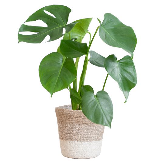 Monstera Deliciosa mit Lissabon Korb weiß- 50cm - Ø17 - Pflanzfix24