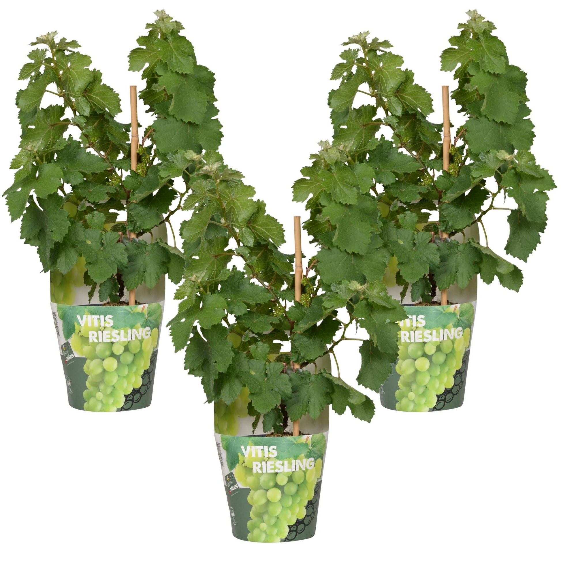 3x Vitis Pixie 'Riesling' - 30cm - Ø14 - Pflanzfix24.de - Pflanzfix24.de