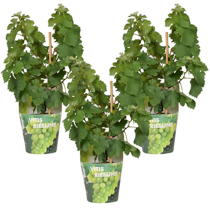 3x Vitis Pixie 'Riesling' - 30cm - Ø14 - Pflanzfix24.de - Pflanzfix24.de