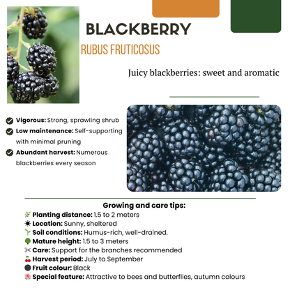 Früchte-Party BIO Beeren-Set – 3 Obstpflanzen | Pflanzfix24.de - Pflanzfix24.de