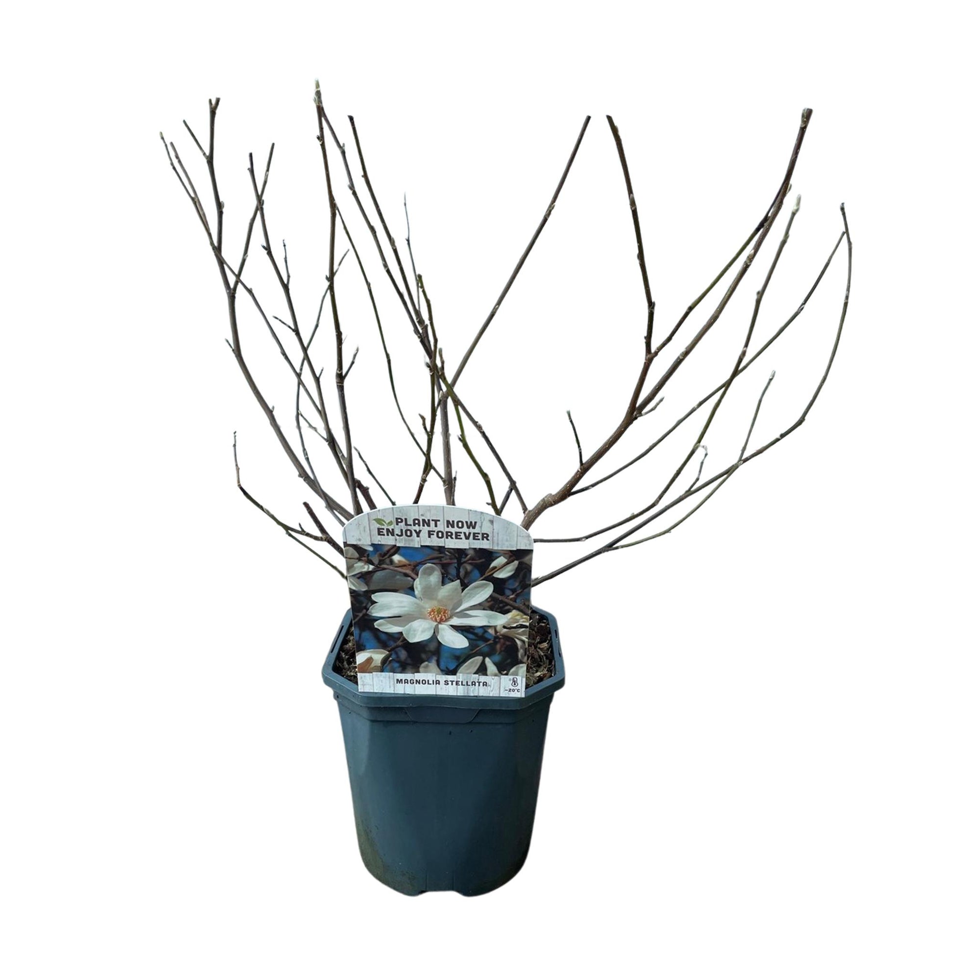 Pflanzfix24.de - Magnolia Stellata - Blüte Weiß - 1 Pflanze - Topf 17cm - Pflanzfix24.de