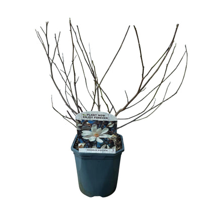 Pflanzfix24.de - Magnolia Stellata - Blüte Weiß - 1 Pflanze - Topf 17cm - Pflanzfix24.de