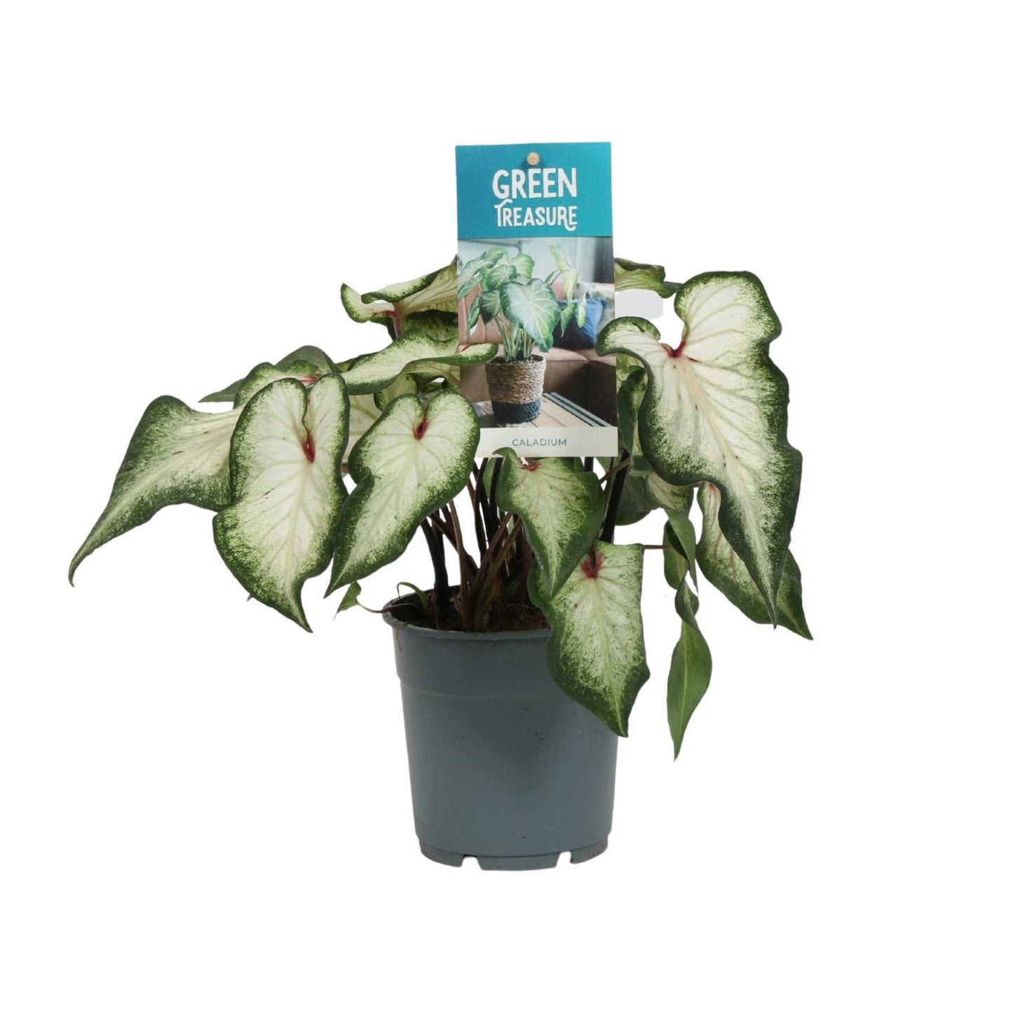 Caladium Wit - Ø12cm - ↕25cm von Pflanzfix24