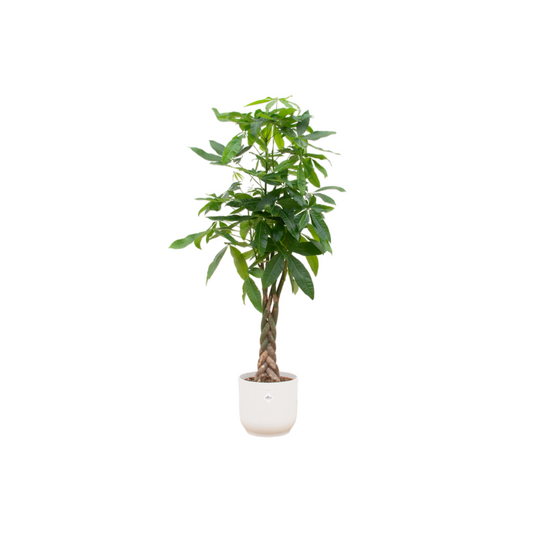 Pachira Aquatica 140 cm inkl. Elho Topf Ø30 - Pflanzfix24
