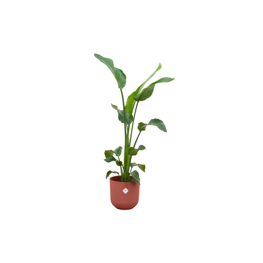 Combi deal - Strelitzia Nicolai inkl. elho Jazz Round rot Ø23 - 100 cm - Pflanzfix24