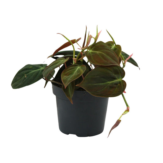Philodendron Micans - Ø12cm - ↕15cm bei Pflanzfix24