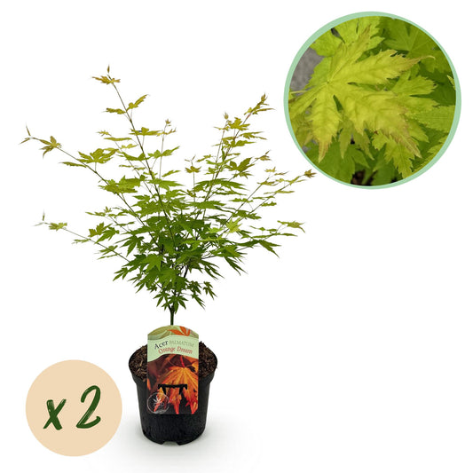 Japanischer Ahorn - Acer palmatum Orange Dream - 2 Pflanzen - Orange - Topf 19cm - Pflanzfix24.de - Pflanzfix24.de