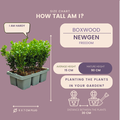 4 x 6er-Pack Buxus NewGen Freedom - Winterharte Immergrüne Sträucher 24 x Ø7 cm - Pflanzfix24.de - Pflanzfix24.de