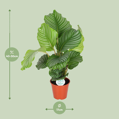 Calathea Orbifolia - Ø17cm bei Pflanzfix24