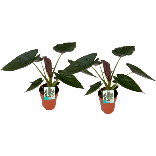 Alocasia Wentii - 2 Stücke - Ø19cm - ↕85cm - Pflanzfix24.de - Pflanzfix24.de