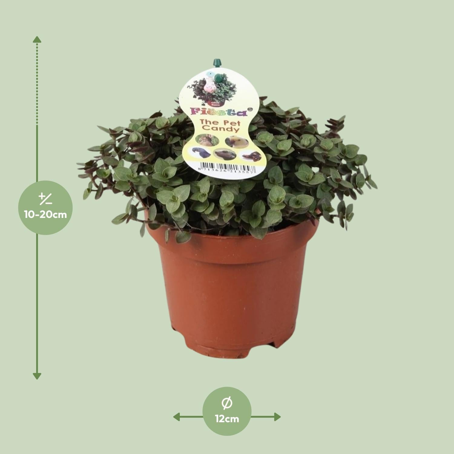 Calissia Repens - Ø12cm - ↕17cm von Pflanzfix24.de - Pflanzfix24.de