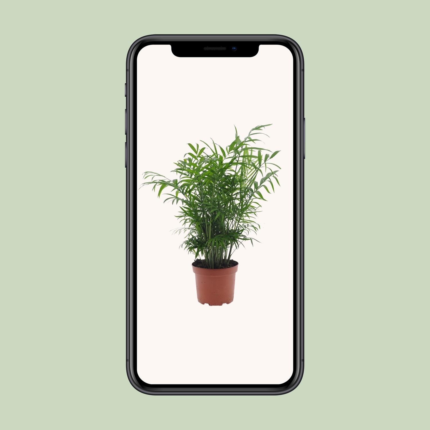 Chamaedorea Elegans - Ø17cm - ↕50cm - Pflanzfix24.de - Pflanzfix24.de