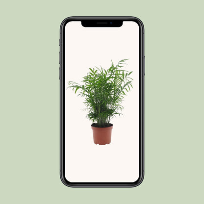 Chamaedorea Elegans - Ø17cm - ↕50cm - Pflanzfix24.de - Pflanzfix24.de
