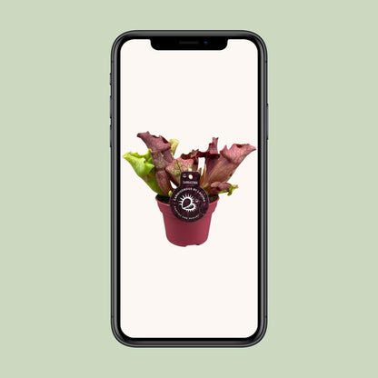 Sarracenia Kannenpflanze Ø12cm – Fleischfresser – Pflanzfix24.de - Pflanzfix24.de