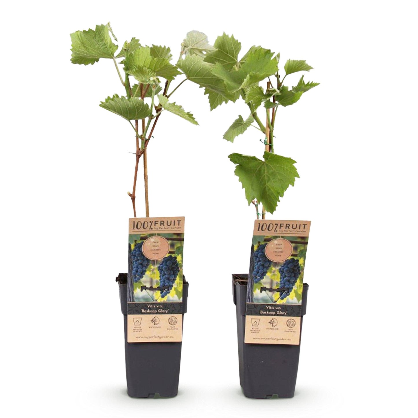 GreenboutiQ - Obstpflanze - Blaue Traube - Vitis vinifera Boskoop Glory - 2 Pflanzen - Topf 15cm Höhe 50cm - Pflanzfix24.de