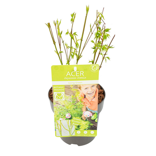Acer palmatum 'Going Green' Ø15cm – japanischer Ahorn | Pflanzfix24.de - Pflanzfix24.de
