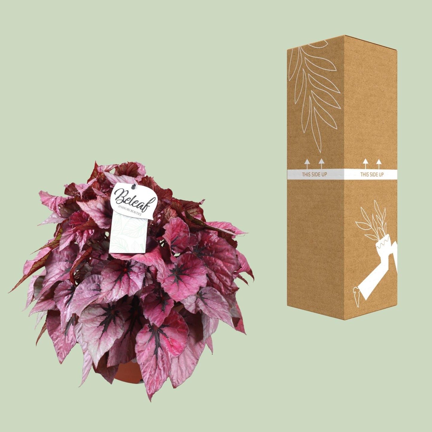 Begonia Beleaf Indian Summer - Ø17cm - ↕32cm - Pflanzfix24